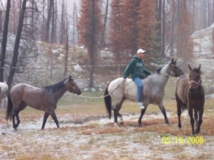 Trailing Horses