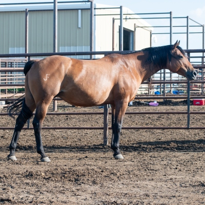 Quincey_Mare_2.jpg