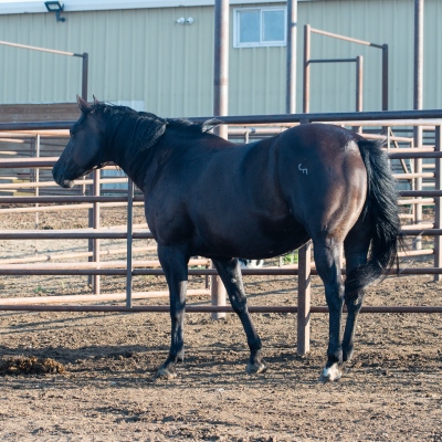 Black_Daisy_Mare_2.jpg