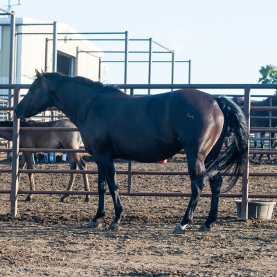 Black_Daisy_Mare_3.jpg