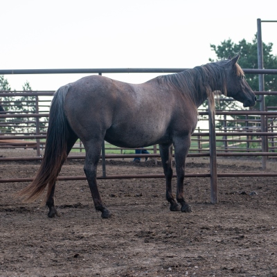Cowboys_Smoking_Mare_1.jpg
