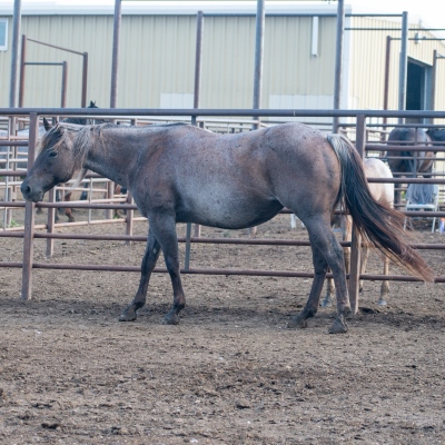 Cowboys_Smoking_Mare_2.jpg