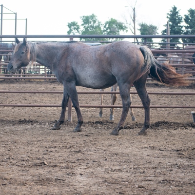 Cowboys_Smoking_Mare_3.jpg