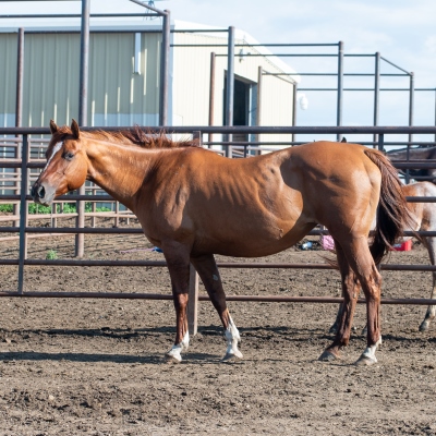 Hot_Chick_1_(Mare).jpg
