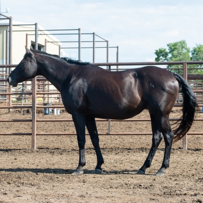 Little_Gal_1_(mare).jpg
