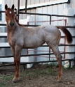 2021 Lot 53 CHQH Catlena Remedy - Red Roan
