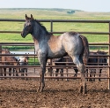 2024 Lot 01 Kros Shady Lady - Blue Roan