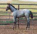 2024 Lot 02 Blue Buck Miss - Brown Roan