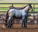 2024 Lot 03 FQHR Mia - Blue Roan