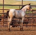 2024 Lot 05 Hancocks Blue Fancy - Bay Roan