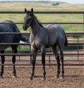 2024 Lot 06 FQHR Violet - Blue Roan