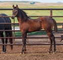 2024 Lot 07 FQHR Dancing Sadie - Brown