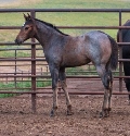 2024 Lot 08 JT Blue Jojo  - Brown Roan