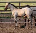 2024 Lot 09 Sheeza Lil Fancy - Dun Roan