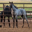 2024 Lot 10 FQHR Blue Pearl - Blue Roan