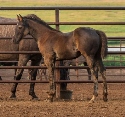 2024 Lot 11 Blue Daisy Bonanza - Black