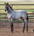 2024 Lot 12 Driftwoods Starlight - Buckskin Roan