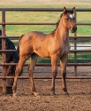 2024 Lot 13 SS Watch Lady Lou - Bay Roan