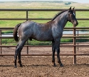 2024 Lot 16 Miss Blu Polecat - Blue Roan