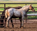 2024 Lot 17 DH Blakburn Rey - Palomino Roan