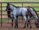 2024 Lot 21 CBS Sweetpea - Blue Roan