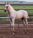 2024 Lot 22 DH Mrs Pistol Rey - Palomino Roan