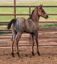 2024 Lot 25 FQHR Powder Blue - Blue Roan