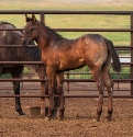 2024 Lot 24 FQHR Dazzle Me Blue - Blue Roan