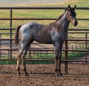 2024 Lot 26 FQHR Black Pepper - Blue Roan