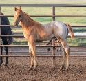 2024 Lot 27 FQHR Little Gal - Red Roan