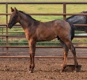 2024 Lot 29 FQHR Blue Princess - Brown Roan