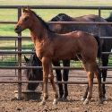 2024 Lot 30 FQHR Poco Little Gal - Bay Roan