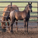 2024 Lot 34 GRD Flitin Fire - Blue Roan