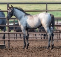 2024 Lot 35 SS Bboys Butterfly - Blue Roan