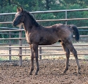 2024 Lot 36 FQHR Meadow - Blue Roan