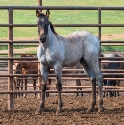 2024 Lot 37 FQHR Verragio - Blue Roan