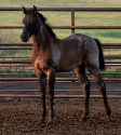 2024 Lot 38 FQHR Blue Candy - Grey/Bay Roan