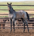 2024 Lot 39 FQHR NoDak - Brown Roan