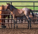 2024 Lot 40 One Smokin Hot Chick - Bay Roan