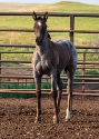 2024 Lot 42 FQHR West Lady Dell - Blue Roan