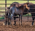 2024 Lot 44 Miss Shadowz Fire - Blue Roan