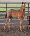 2024 Lot 46 FQHR River Lady - Bay Roan