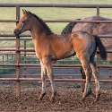 2024 Lot 47 FQHR Star Light Fire - Brown Roan