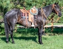 2024 Lot 51 FQHR Blue Buck - Blue Roan