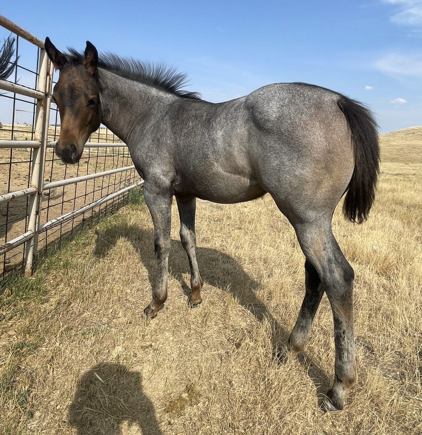 2024 Lot 52 FQHR Blackburn Poco - Brown Roan