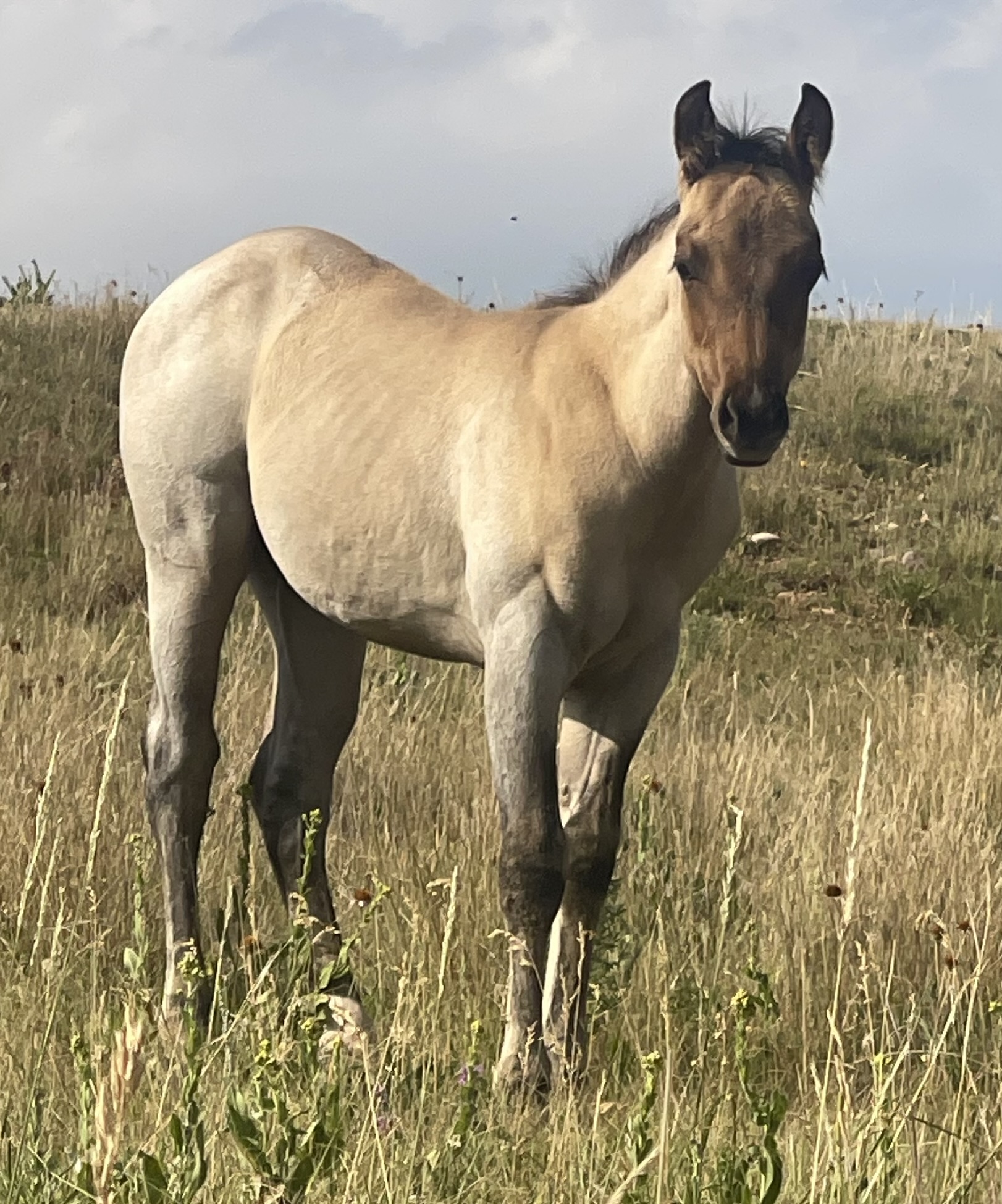 2024 Lot 56 Cool Koko Jo - Dun Roan