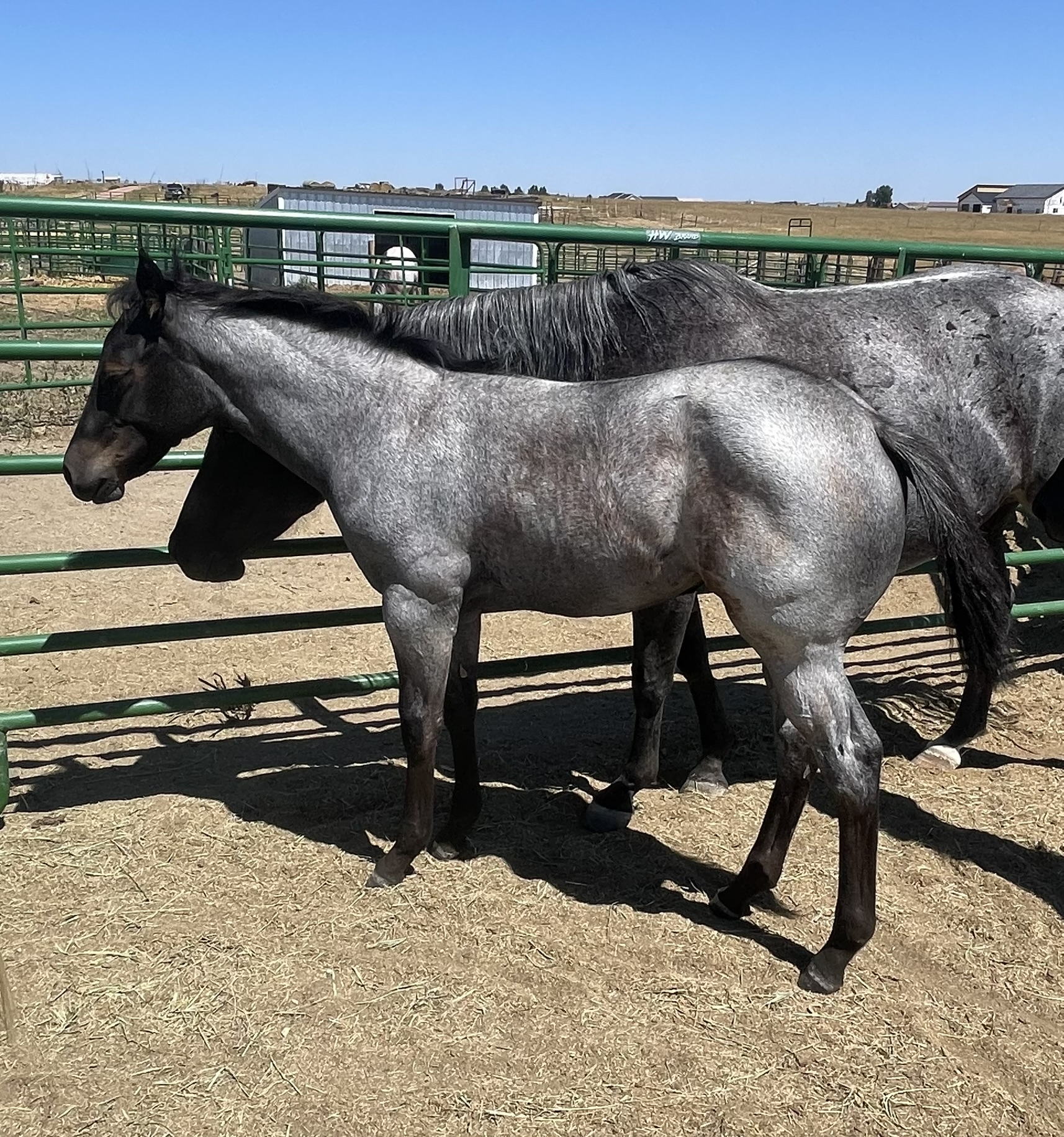 2024 Lot 57 FQHR Poco Ms Daisy - Blue Roan