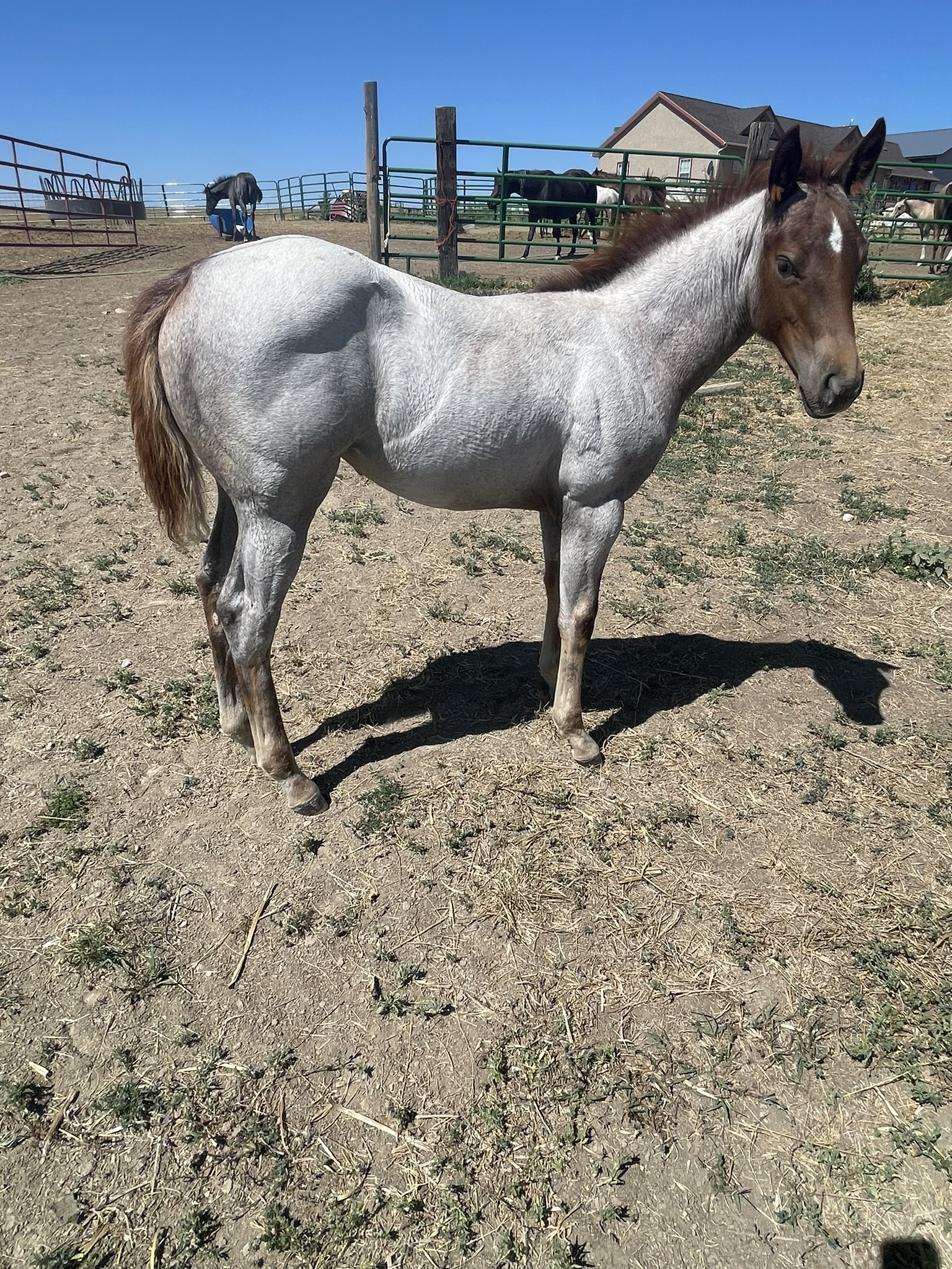 2024 Lot 58 Cool Whisp - Red Roan