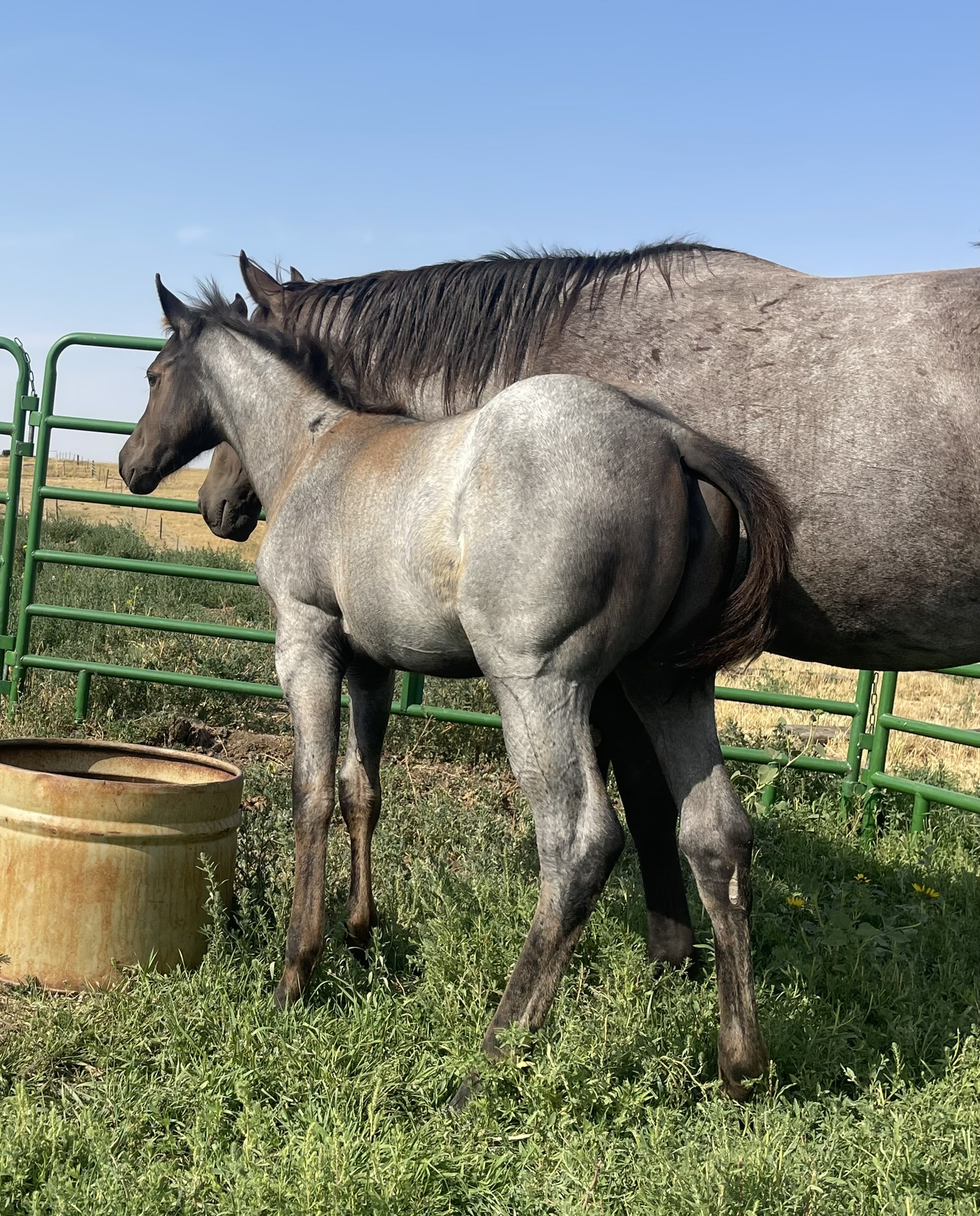 2024 Lot 59 HTA Wimpys Litl Wind - Blue/Brown Roan