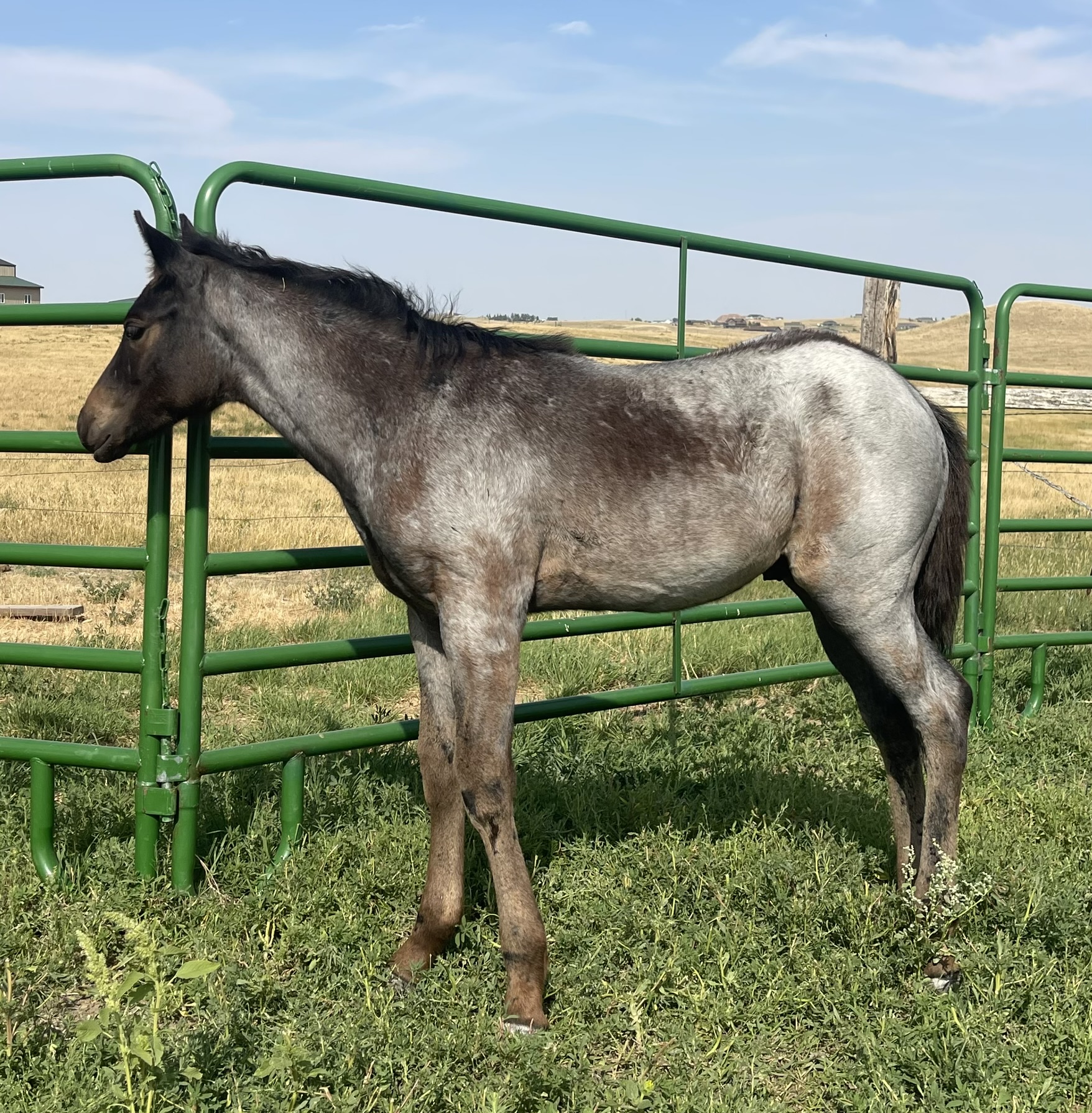 2024 Lot 60 FQHR Lady Denali - Blue Roan